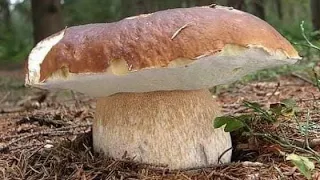 В Карпатах лізуть перехідні осінні білі гриби. В Карпатах просипаються грибниці.
