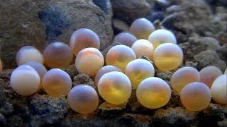 Brown trout spawning mating breeding shedding fish eggs underwater. Нерест форели.