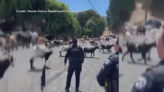 Herd of goats taking over neighborhood street in Pionle, California