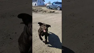 Прогулка с щенком лабрадора 3.5 месяца. /Walking with a 3.5 month old Labrador puppy. #shorts