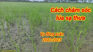 Cách chăm lúa sạ thưa vụ đông xuân 2022-2023