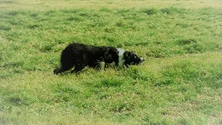 Spettacolare allenamento di ICE Bob, nella disciplina dello SheepDog. Roberto Franceschetti conduce