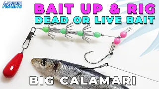 How To Bait Up And Rig Dead Bait Or Live Bait For Catching Big Calamari.