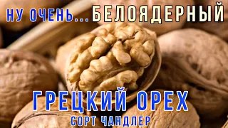 Ну очень Белоядерный Грецкий орех. Сорт Чандлер