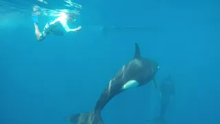 Snorkeling Orcas La Paz | Cruising Sea of Cortez | by Baja Charters