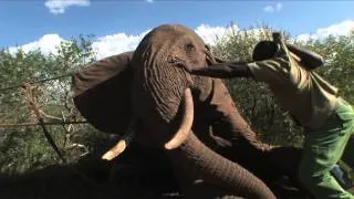 DSWT/KWS Mobile Vets in Action | Sheldrick Trust