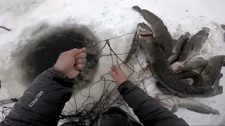 (11)Проверка перемёта на Енисее после мороза. Чёрная дыра, налим.