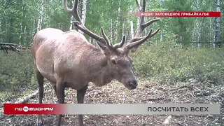 С помощью современных технологий теперь проходит зимний учёт животных в Прибайкалье