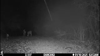 Do deer sit in the woods? These does were there all night