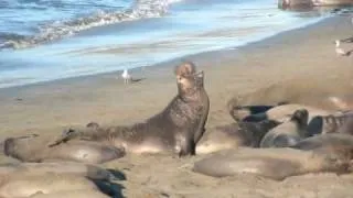 Elephant Seals Just North of San Simeon, California