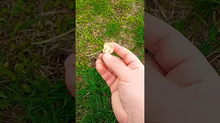 Fairy ring mushroom 🧙 Marasimus oreades Челядинка #mushrooms #foraging #гъби #грибы