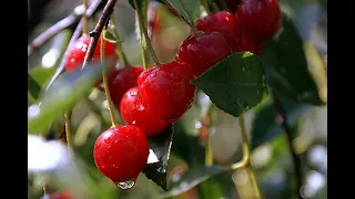 "Cherry pink and apple blossom white"орк.Дж.Ласта,"Вишневый сад"--Ал. Коваленко,орк.А.Бадхена(повтор