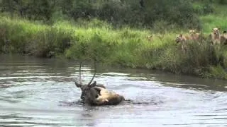 Lions swim to get a meal