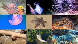 Sea Animals Pronunciation for Children (with videos)