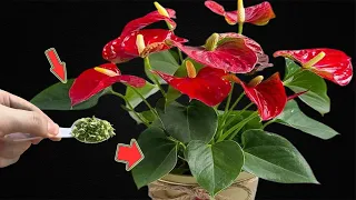 Just 1 Spoon! Anthurium Grows 500 Times Faster And Blooms All Year Round