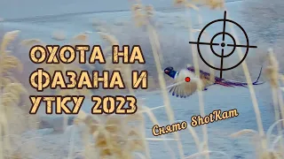 Охота на фазана и утку , Алматинская область 2023!