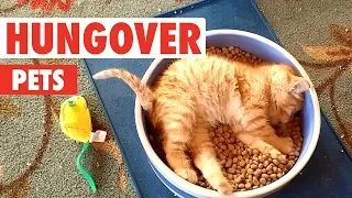 Hungover Pets | Funny Pet Video Compilation 2018