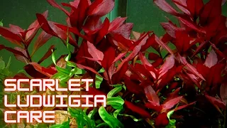 Plant Species Spotlight - How to Grow and Propagate Scarlet Ludwigia