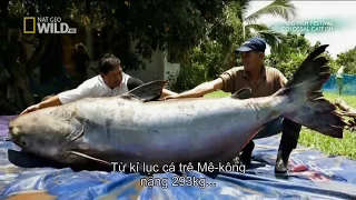 National Geographic Documentary   Fish Warrior Big Fish Festival Colossal Catfish     Nat Geo Wild