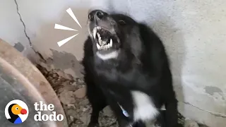 Aggressive Dog Turns Into The Biggest Mush As Soon As Takis Is Kind To Her | The Dodo