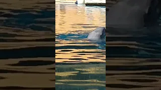 swimming with dolphins