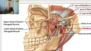 Anatomy of head and neck module in Arabic 28  (Maxillary artery) by Dr. Wahdan.