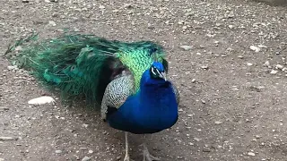 PEACOCK EATING HIS FAVOURITE FOOD || INSECTS ||
