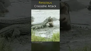 Ferocious Crocodile Attack