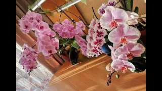 Неприхотливые орхидеи. 🌾 Обильное цветение орхидей.