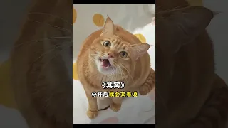 The singing cat combination video || all credits go to 包子、猫不易 ||