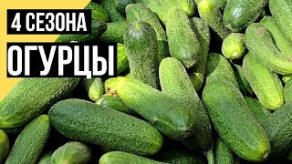 Выращивание огурцов / Четыре сезона