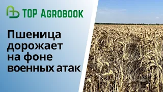 Пшеница дорожает на фоне военных атак | TOP Agrobook: обзор аграрных новостей