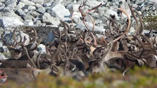 Reindeer Hunting in Norway 2017