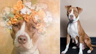 Can Instagram save pit bulls in America? | Mashable