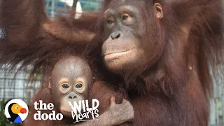 This Rescued Orangutan Adopted Her Very Own Baby | The Dodo Wild Hearts