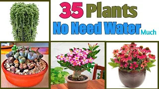 35 Best Plants that don't Need Water much | No Need Water Plants | Plants and Planting