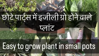 How to grow plant in small pots 🪴💐🌺|| #terracegarden #organicgardening #youtube #indoor plant