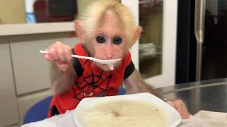 Monkey BiBi wakes up brushing his teeth to help dad cook porridge