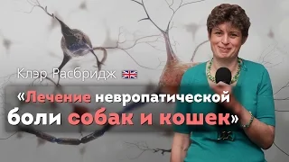 Лечение невропатической боли собак и кошек. Managing Neuropathic Pain. Pain brain