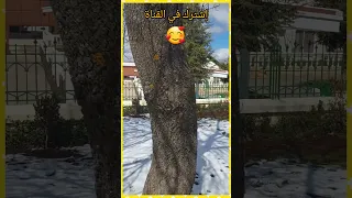 إفران اليوم مدينة سويسرية ☃️🥰