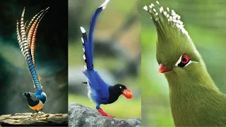 15 Most Rare And Beautiful Birds On Planet Earth | Amazing Birds 2020