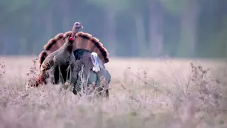 A New Kind of Old - Turkey Hunting