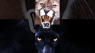 BLACK JAGUAR VS COUGAR,WOLF,PITBULL,BOXER(BITE FORCE)