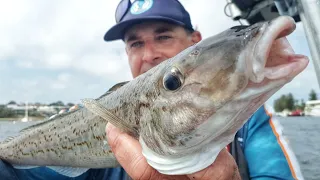 Fishing for Whiting and Caught this Beauty! Catch n Cook King George Whiting