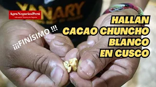 En Cusco (Echarati) tienen cacao chuncho blanco, una variedad rarísima y de muy alto valor