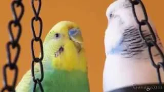 Very Funny Parrots - compilation