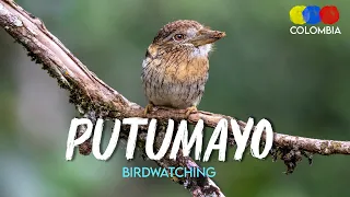 Bird Watching in Putumayo Colombia – Bird Watching Colombia