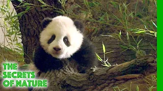 Fu Long - Little Panda Happy Dragon - The Secrets of Nature