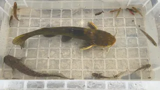 Capture and observe Japanese river creatures. Giant catfish, giant gigi, bright red shrimp.