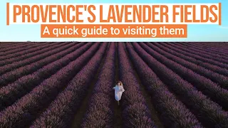 A quick guide to visiting Provence's blooming lavender fields